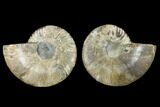 Agatized Ammonite Fossil - Beautiful Preservation #129997-1